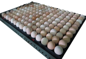 Gestion des oeufs