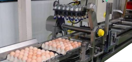 Système de marquage des oeufs